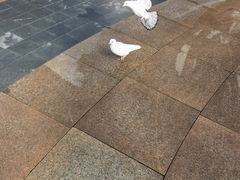 -中粮·祥云小镇