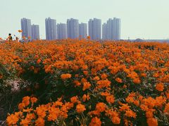 -映月湖中央公园