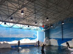 -秦皇岛乐岛海洋王国