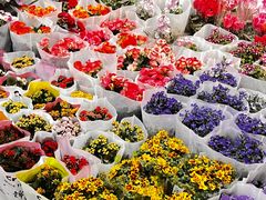 -双季花艺园艺市场(浦东店)