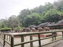 -野象谷景区