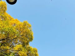 -八大关景区