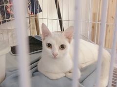 -猫色咖啡·猫咖