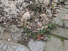 -新泰和人家(金澄天地花园店)