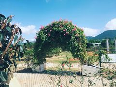 -亚龙湾国际玫瑰谷