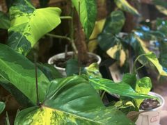 -Rabbit Cafe私房西餐甜点咖啡(栖霞路店)