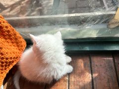 -豌豆小院咖啡馆
