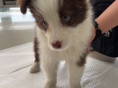 -宠颐生·恒爱宠物医院(静海店)