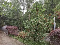 -樱桃山旅游景区