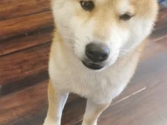 -豆柴町-柴犬主题狗咖(红鼎国际C座店)