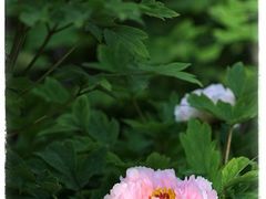 -仙合盛东北铁锅炖(总店)
