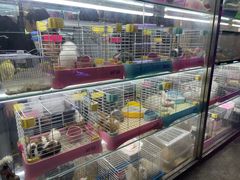 -花鸟鱼虫鲜花绿植市场(玉泉路店)