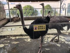 -芜湖新华联大白鲸海洋公园