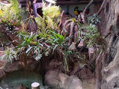 -正佳雨林生态植物园