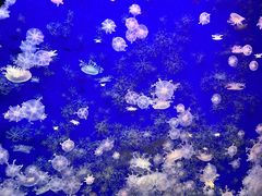 -江和美海洋公园