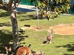 -西霞口神雕山野生动物世界