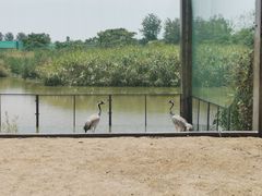 -盐城丹顶鹤湿地生态旅游区