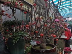 -武汉花鸟市场