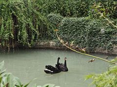 -虹迎轩·中餐厅(虹桥迎宾馆店)
