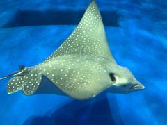 -鹿儿岛水族馆