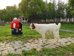 -田园东方蜜桃村的田野营地