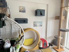 -珠海悠米米努特矮脚猫舍