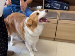 -宠福鑫康馨动物医院·骨科·眼科