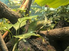 -上海大自然野生昆虫馆(东方明珠·爬宠昆虫探索中心)