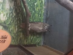 -上海大自然野生昆虫馆