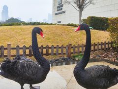 -行者书屋大堂吧 ·下午茶(南京圣和府邸酒店)