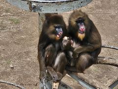 -西霞口神雕山野生动物世界
