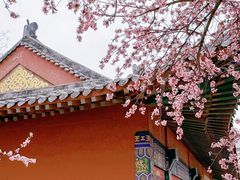 -桃花堤公园