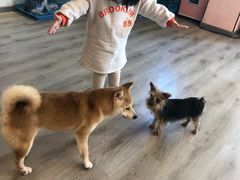 -浣熊柯尔鸭土拨鼠·电玩咖