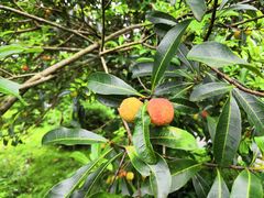 -九龙江国家森林公园