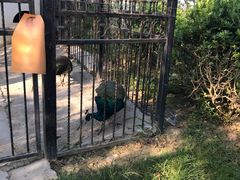 -上海滴水湖皇冠假日酒店