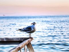 -崇圣寺三塔文化旅游区