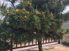 -普陀山风景名胜区-千步大沙