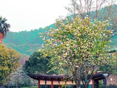-云溪植物园