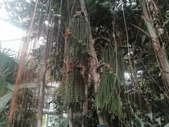 -国家植物园南园