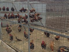 -万源龙顺度假庄园生态观光园