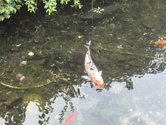 -九尺赵老四鲜鹅肠火锅