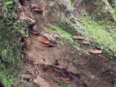 -云南屏边大围山国家公园