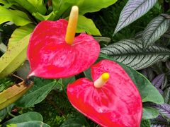 -国家植物园南园