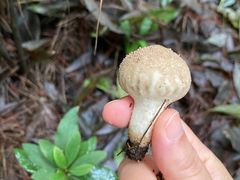 -铁山坪森林公园