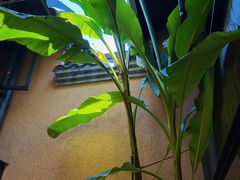 -觀芷隐轩
