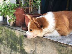 -小梁哥云吞面(黄贝岭店)