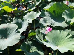 -羊亭河湿地公园