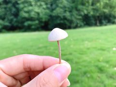 -西湖外事游船(花港观鱼码头)