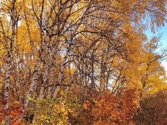 -塞罕坝国家级自然保护区