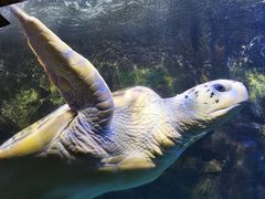 -太平洋海底世界